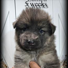 Lumen - Blue male German Shepherd puppy in Sequim, Washington from German Shepherd Haus