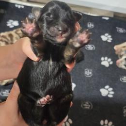 Pancakes (Black tri ) - Black tri-color female Australian Shepherd puppy in Rainsville, Alabama from Chaparro Farm Aussies