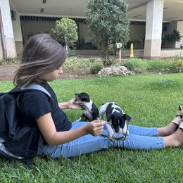 Rat Terrier Puppies from Haiku Rat Terriers