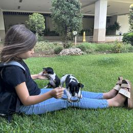 Rat Terrier Puppies from Haiku Rat Terriers