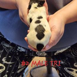 Steve - Black white and tan male English Springer Spaniel puppy in Craig, Nebraska from Fur & Feathers Kennel