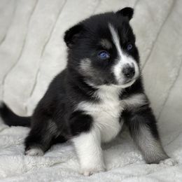 Pomsky Puppies from Brent Bauer