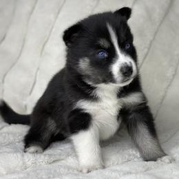 Pomsky Puppies from Brent Bauer