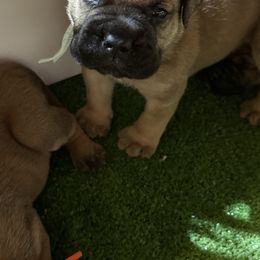 Boy 1 - Red fawn male Bullmastiff puppy in Otisfield, Maine from Boulder Ridge Kennels