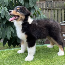 Australian Shepherd Puppies from Mtn Hollow