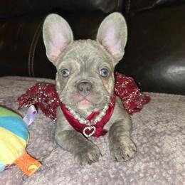 Elsie - Blue fawn female French Bulldog puppy in Graham, Washington from Olivia's Miniature Schnauzer's and French Bulldogs