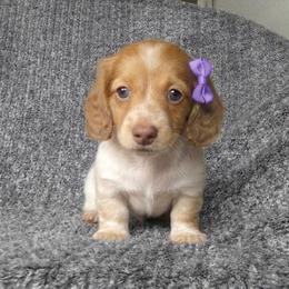 Jessie - Piebald female Dachshund puppy in Plant City, Florida from Oakley's Dachshund Ranch