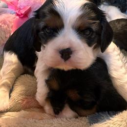 Tri 2 - Tri-color male Cavalier King Charles Spaniel puppy in Kalama, Washington from Beautiful Cavaliers