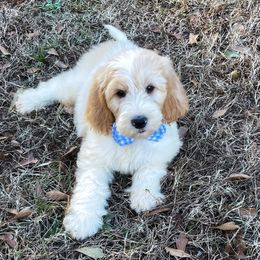 Brody - Goldendoodle puppy in Chesnee, South Carolina from Pampered Paws Unlimited