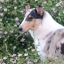 Collie puppies from Aryggeth Collies