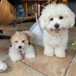 Coton de Tulear Puppies from Sutter Buttes Coton De Tulear