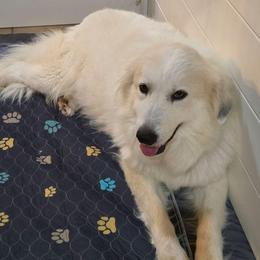 Prudence - Great Pyrenees
