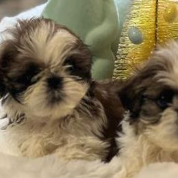 Shih Tzus from Goldendoodlesrus