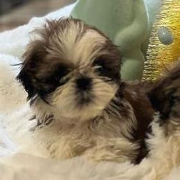 Shih Tzus from Goldendoodlesrus