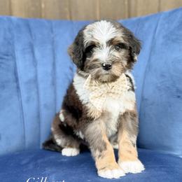 Gilbert - Blue merle male Bernedoodle puppy in Bellville, Ohio from Bernedoodle Buddies