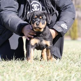 Rottweiler Puppies from Maniac Kennels