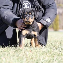 Rottweiler Puppies from Maniac Kennels