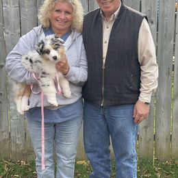 Australian Shepherd Puppies from Mezzo Australian Shepherds