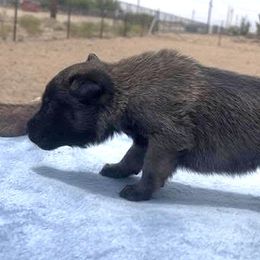 Boy 3 - Fawn male Belgian Malinois puppy in Golden Valley, Arizona from Desert Wind Kennels