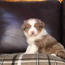 Miniature Australian Shepherd Puppies from Taylor Made Aussies