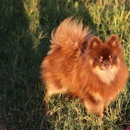 Khalessie - Pomeranian