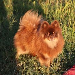 Khalessie - Pomeranian