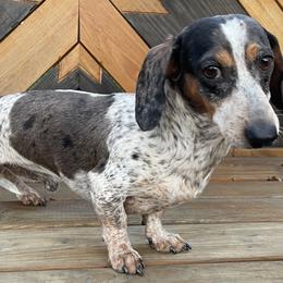 Spud - Dachshund