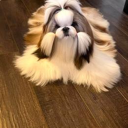 Shih Tzu Puppies from Crown Dynasty Shih Tzu