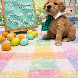 Blue - Dark golden male Golden Retriever puppy in Inverness, Florida from Sydney’s Goldens