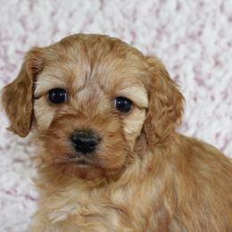 Cavalier King Charles Spaniels and Cavapoos from Homeland Cavaliers and Cavapoos