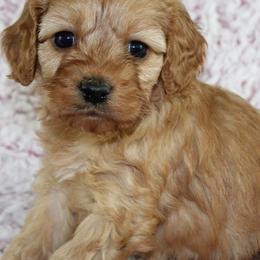 Cavalier King Charles Spaniels and Cavapoos from Homeland Cavaliers and Cavapoos