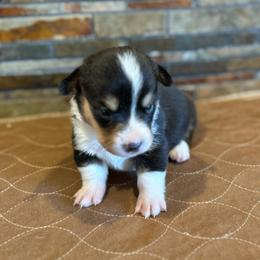 Girl 1 - Black and tan female Pembroke Welsh Corgi puppy in Visalia, California from VIP Stables
