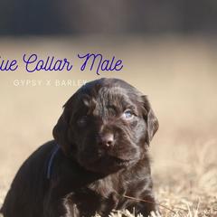 Boy 4 - Liver male Boykin Spaniel puppy in Capron, Virginia from Triple Creek Kennel