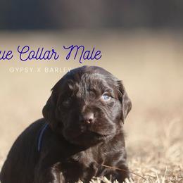 Boy 4 - Liver male Boykin Spaniel puppy in Capron, Virginia from Triple Creek Kennel