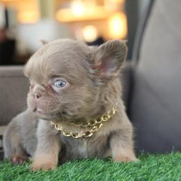Isabella Fluffy Boy - Liver male French Bulldog puppy in Piedmont, Oklahoma from 5A Frenchies