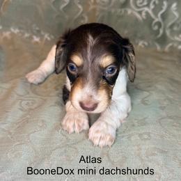 Atlas - Piebald male Dachshund puppy in Lexington, Oklahoma from BooneDox Miniature Dachshunds