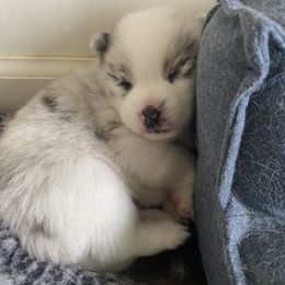 Pomsky Puppies from Pomsky‘s Palace