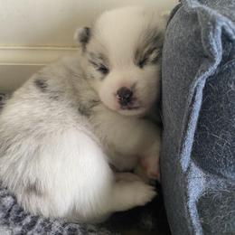 Pomsky Puppies from Pomsky‘s Palace
