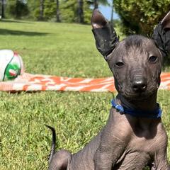 Laird Broch Tuarach - Black Xoloitzcuintli puppy in Ethridge, Tennessee from Royalty Reigns Xolos