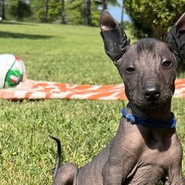 Laird Broch Tuarach - Black Xoloitzcuintli puppy in Ethridge, Tennessee from Royalty Reigns Xolos