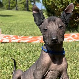 Laird Broch Tuarach - Black Xoloitzcuintli puppy in Ethridge, Tennessee from Royalty Reigns Xolos