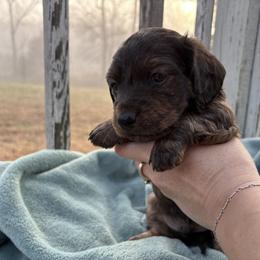 Dachshund Puppies from A Anchor Farm
