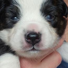 Kissy - Black tri female Toy Australian Shepherd puppy in Powell Butte, Oregon from Willow Lane Ranch