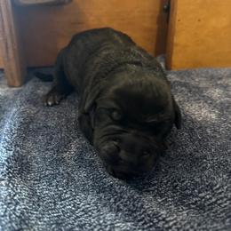 White - Black female Cane Corso puppy in Homeland, California from Dal Deserto Cane Corso