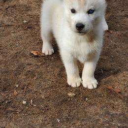 Clove (yellow) - Gray and white female Siberian Husky puppy in Elk River, Minnesota from Naturez Siberians