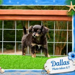 Dallas - Black and tan male Chihuahua puppy in Demorest, Georgia from Sourpatch Chihuahuas