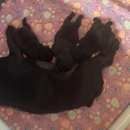 French Bulldog Puppies from Diamonds Frenchies