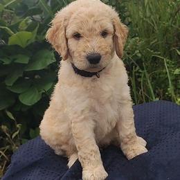 Blue Collar - Cream male Goldendoodle puppy in Willow Springs, Missouri from Todd Family Homestead