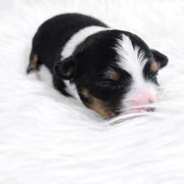 Finn - Black tri male Toy Australian Shepherd puppy in Louisville, Mississippi from Kristy’s Kennels