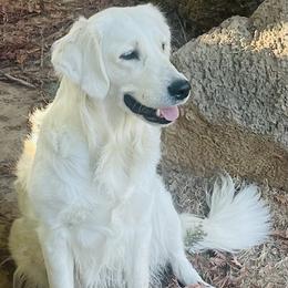 River - Golden Retriever